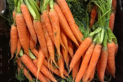 Zwischen Spargel und Möhren: Überdurchschnittliche Gemüseernte im Jahr 2023