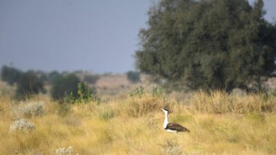 Stromleitungen bedrohen seltene Vögel in Indien