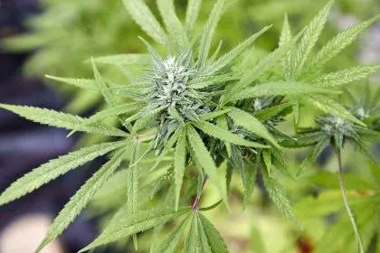 Legalisierung von Cannabis: Eltern sorgen sich um Kinder