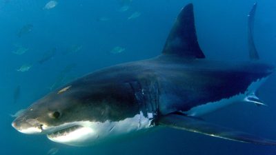 Forscher zählen mehr Haiangriffe als im Vorjahr