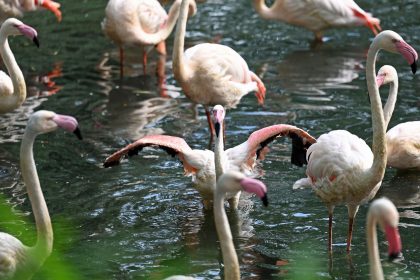 Flamingo Ingo – ältester Bewohner des Berliner Zoos ist tot