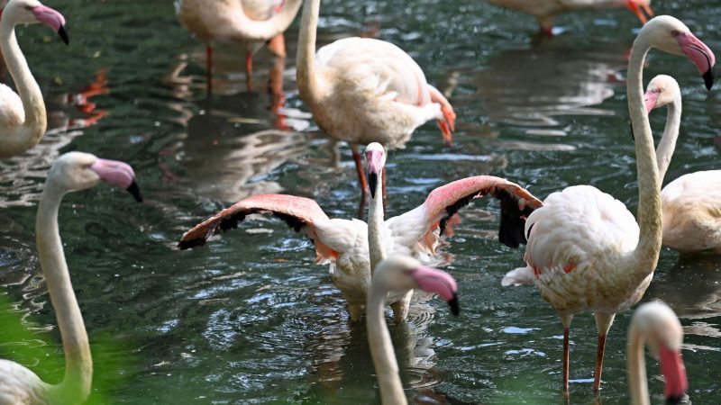 Im Berliner Zoo gibt es einige Flamingos - der älteste von ihnen, Ingo, ist nun gestorben.