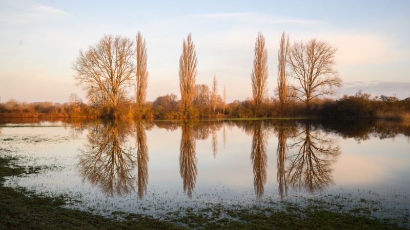 Bäumen spiegeln sich im vom Hochwasser überfluteten Feldern in der Leinemasch im Süden von Hannover.
