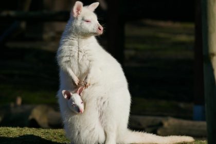 Weißes Känguru im Zoo Hoyerswerda geboren