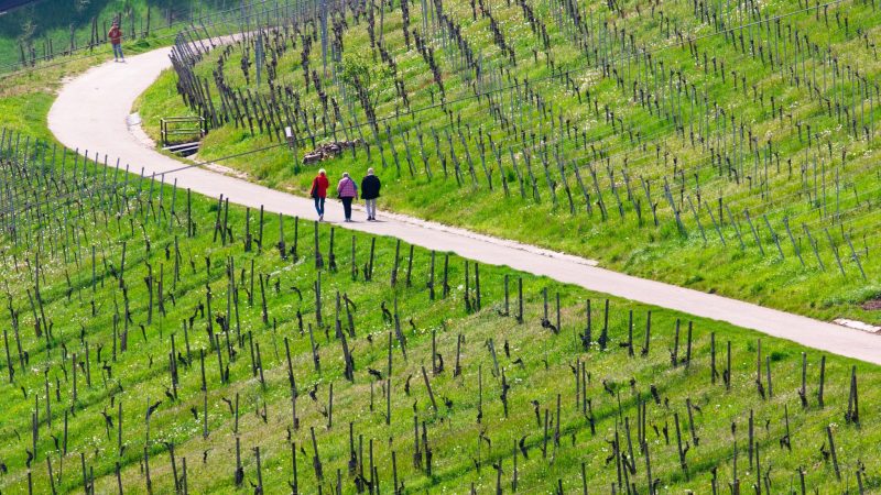 Spaziergänger genießen bei schönem Wetter die Weinberge nahe Stuttgart-Rotenberg und Uhlbach.