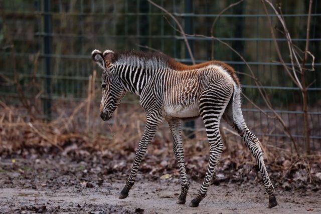 Zebra-Baby Lumi wurde am 24. Januar 2024 zur Welt gebracht.