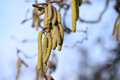 Pollensaison in Deutschland hat begonnen