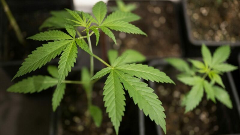 Keine Freigabe von Cannabis zum 1. April – Länder werden Vermittlungsausschuss anrufen