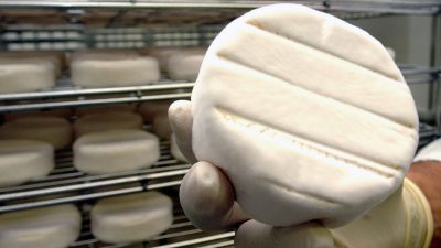 Forscher warnen vor Ende von Camembert-Pilz