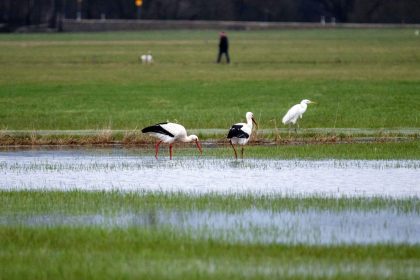 Zugvögel laut Experten nicht zu früh dran