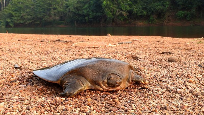 Cantors Riesen-Weichschildkröten sind in Flüssen Süd- und Südostasiens heimisch.