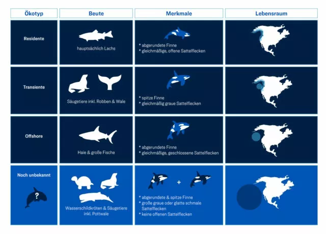 Überblick: Ökotypen der Orcas