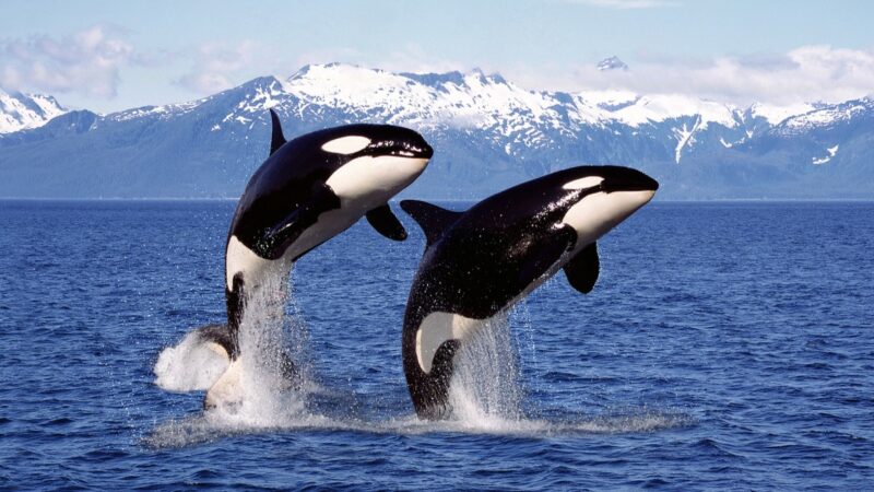 Neue Orcas im Pazifik entdeckt
