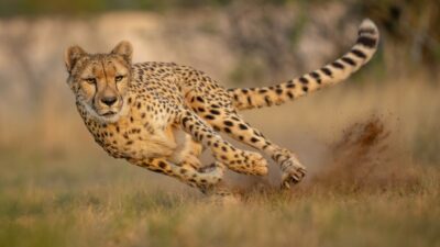 Weder flinke Füße, noch lange Beine: Studie erklärt, warum Geparden so schnell sind