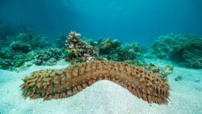Seegurken schützen Korallenriffe – wenn sie nicht vorher gegessen werden