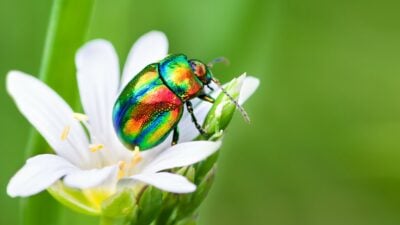 Schillernd bunte Käfer: Forscher entwickeln biologisch abbaubare Farbe