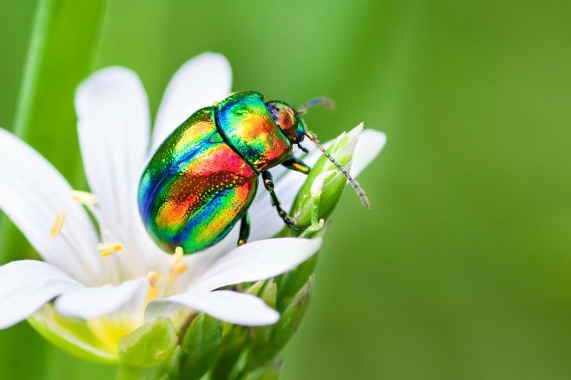 Schillernd bunte Käfer: Forscher entwickeln biologisch abbaubare Farbe