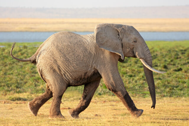 Elefanten sind größer aber langsamer als Nashörner