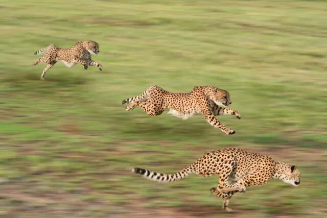 Geparden bei der Jagd