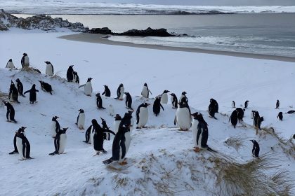 Die Auswirkungen der Vogelgrippe bei Pinguinen können sehr unterschiedlich sein.