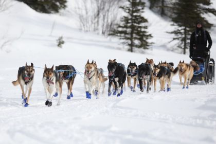 Größtes Schlittenhunderennen der Welt gestartet