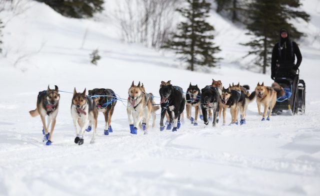 Musher und sein Hundeschlittenteam fahren am Rainy Pass Checkpoint, während des Iditarod-Rennens.