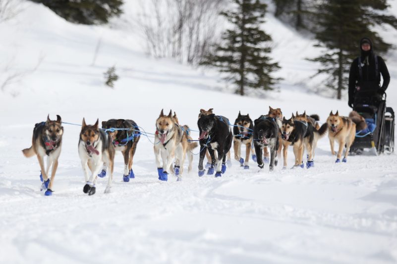 Musher und sein Hundeschlittenteam fahren am Rainy Pass Checkpoint, während des Iditarod-Rennens.