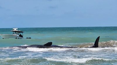 Rund 15 Meter langer Pottwal vor Floridas Küste gestrandet
