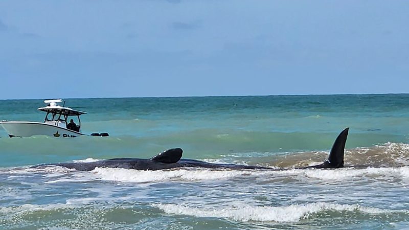 Der Wal ist vor Venice in Florida auf einer Sandbank gestrandet.