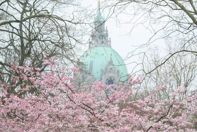 Ein Kirschbaum blüht in Sichtweite des Neuen Rathauses in Hannover.