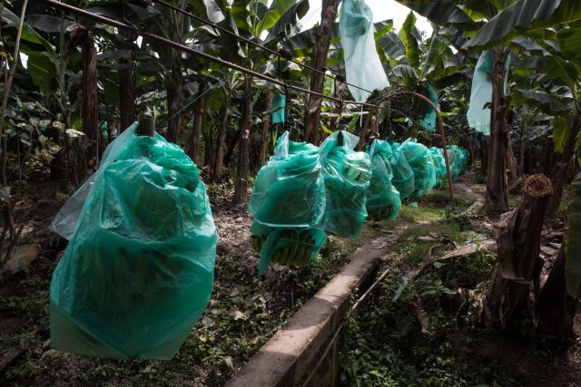 Bananen wachsen meist mit geringen Produktionskosten in Süd- und Mittelamerika, hier in Ecuador. Doch es gibt Probleme im Anbau.