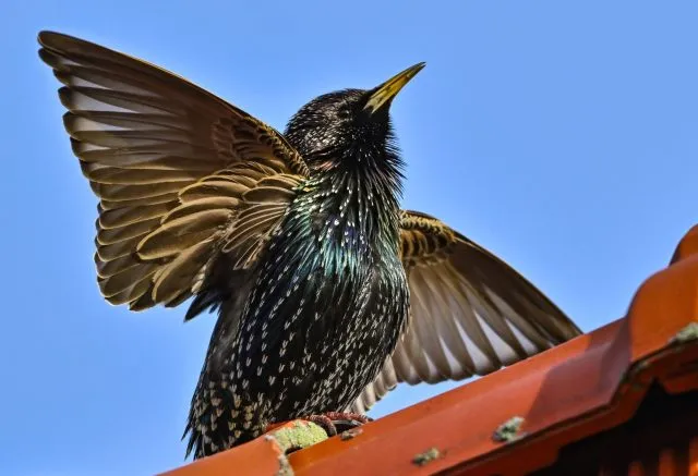 Auch Vögel müssen morgens erstmal wach werden und sich strecken: Dieser Star in Sieversdorf ist das beste Beispiel dafür.