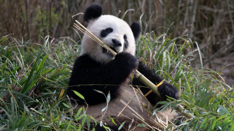 „Anzeichen für Pandaliebe“: Berliner Pandas kurz vor Paarung