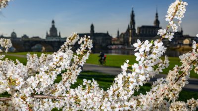 Blüten eines Zierkirschenbaumes blühen am Elbufer gegenüber der Dresdener Altstadt.