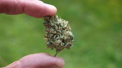 TÜV-Verband lehnt höheren Cannabis-Grenzwert im Straßenverkehr ab