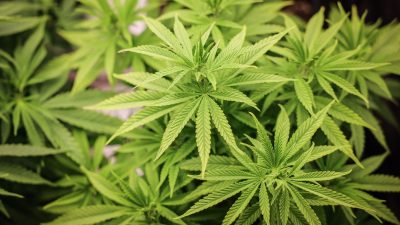 Illegale Cannabis-Plantage in Sachsen-Anhalt entdeckt