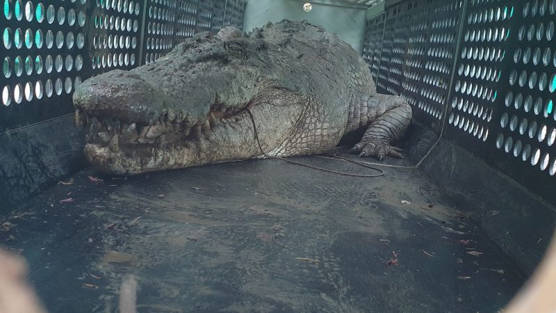 Die gefangenen Krokodile sollen in einer Krokodilfarm oder einem Zoo untergebracht werden.