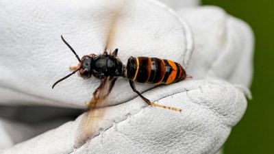 Hornissen, die Honigbienen fressen