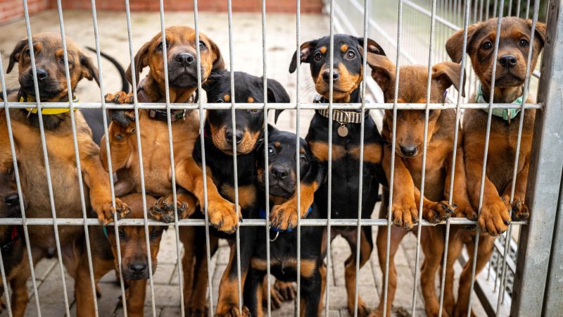 Hunde lehnen an dem Gitter eines Zwingers in einem Tierheim. Viele deutsche Tierheime sind überfüllt, manche haben sogar einen Aufnahmestopp verhängt.