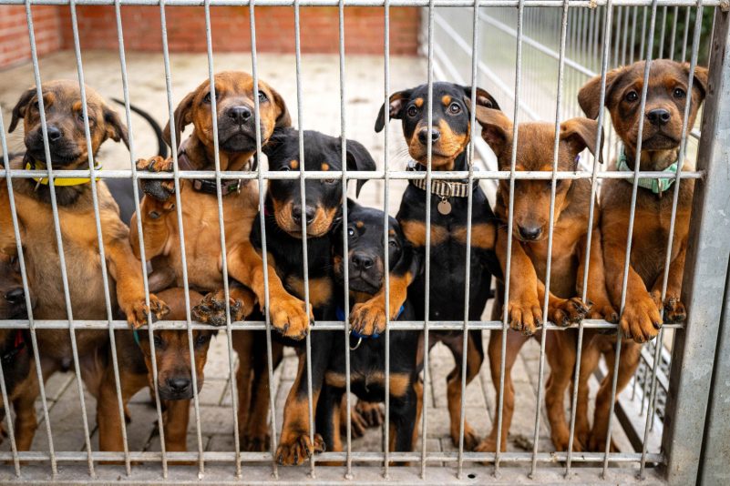 Hunde lehnen an dem Gitter eines Zwingers in einem Tierheim. Viele deutsche Tierheime sind überfüllt, manche haben sogar einen Aufnahmestopp verhängt.