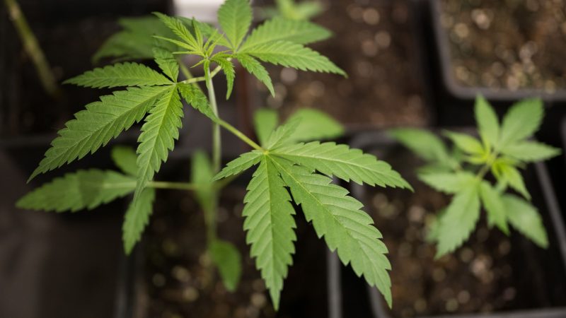 Erlaubt wird mit dem neuen Cannabisgesetz, der Besitz von bis zu 25 Gramm getrockneten Pflanzenmaterials zum Eigenkonsum.