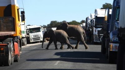 Botswana bietet Deutschland Einfuhr von „20.000 Elefanten“ an