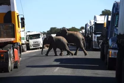 Botswana bietet Deutschland Einfuhr von „20.000 Elefanten“ an