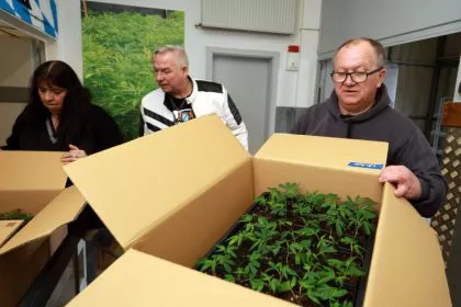 Suchtbericht: Problematischer Cannabiskonsum hat zugenommen