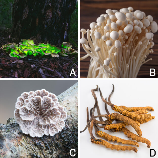 Die vier untersuchten Pilze