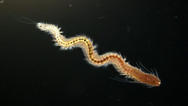 Auch Meereswürmer wie Platynereis dumerilii haben ein Zeitgefühl, nutzen es aber mitunter nicht.