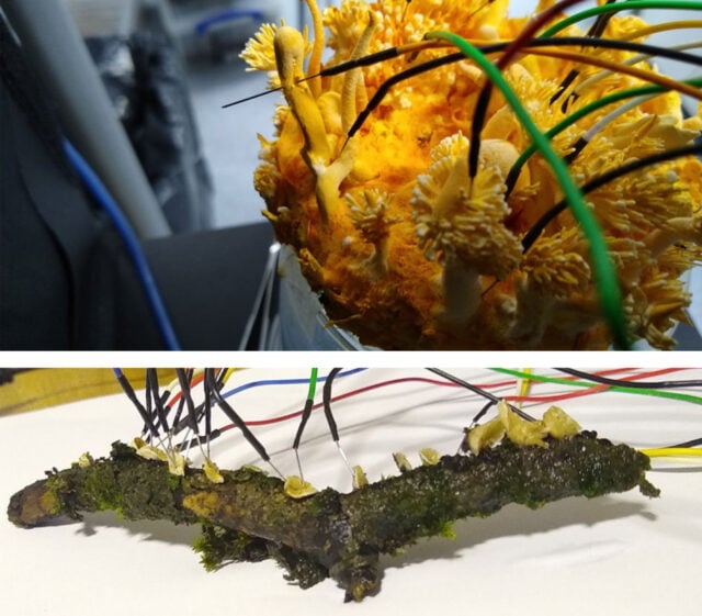 Pilze wurden in der Studie mit Elektroden versehen