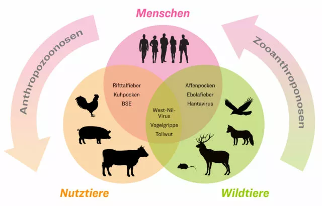 Übertragung von Viren zwischen Menschen und Tieren