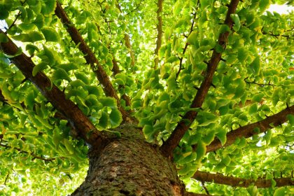 Ginkgo biloba: Gedächtnis-Booster aus der Natur
