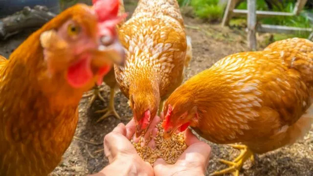 Menschen geben mehr Viren an Tiere weiter, als sie bekommen